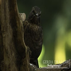 dsc_62592.jpg