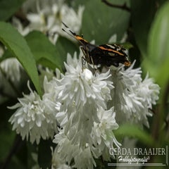 dsc_12742.jpg