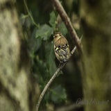 DSC_5312-3.jpg