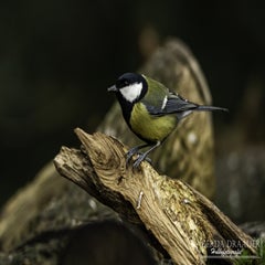 dsc_83082.jpg