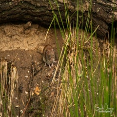 dsc_61632.jpg