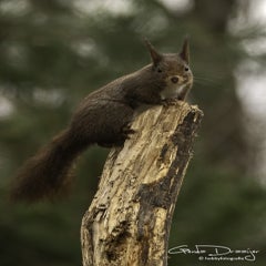 dsc_94042.jpg