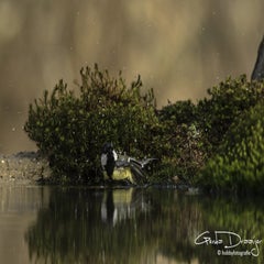 dsc_94982.jpg