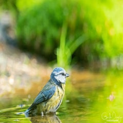 dsc_90073.jpg