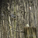 DSC_65112.jpg