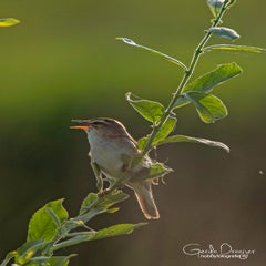 dsc_27592.jpg