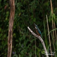 dsc_31102.jpg