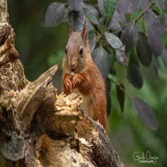 dsc_25963-1.jpg