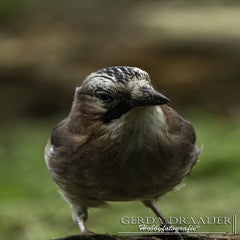 dsc_10252.jpg