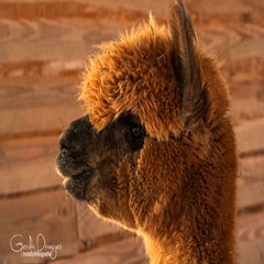 dsc_16812.jpg