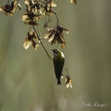DSC_52572.jpg