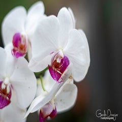 dsc_16132.jpg