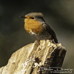 dsc_96602.jpg