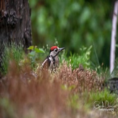 dsc_34572.jpg
