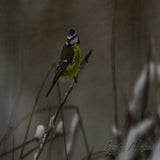 DSC_5397-2.jpg