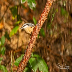 dsc_60722.jpg