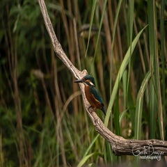 dsc_32352.jpg