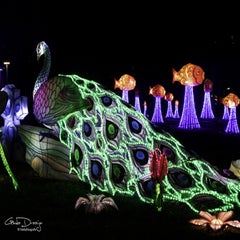 dsc_90772.jpg