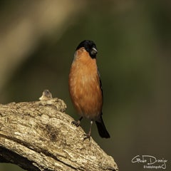 dsc_95172.jpg