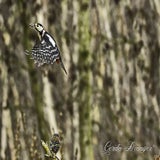 DSC_64692.jpg