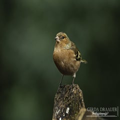 dsc_81082.jpg