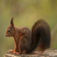 dsc_85713.jpg