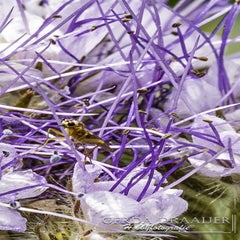 dsc_13233.jpg