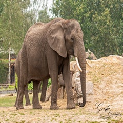 dsc_0623-3-standard.jpg