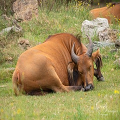 dsc_0715-3-standard.jpg