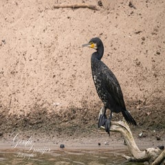 dsc_0732-3-standard.jpg
