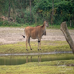 dsc_0741-3-standard.jpg