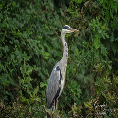 dsc_0745-3-standard.jpg