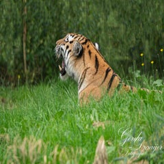 dsc_0779-3-standard.jpg