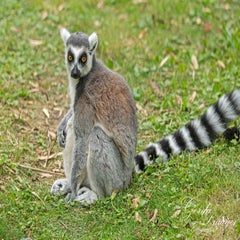 dsc_0798-3-standard.jpg