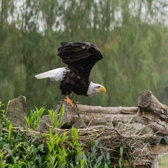 dsc_0866-3-standard.jpg