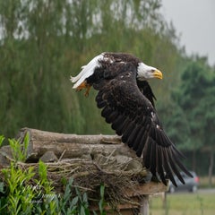 dsc_0867-3-standard.jpg
