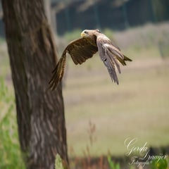 dsc_0911-3-standard.jpg