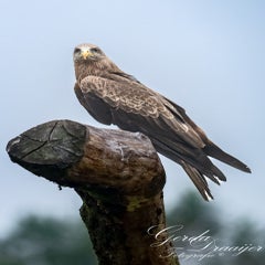 dsc_0912-3-standard.jpg