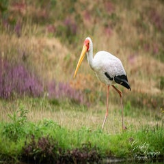 dsc_0935-3-standard.jpg