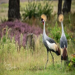 dsc_0967-3-standard.jpg