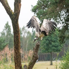 dsc_1028-3-standard.jpg