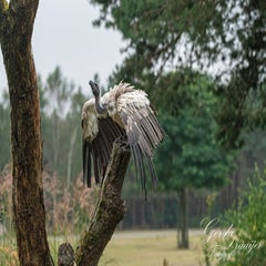 dsc_1031-3-standard.jpg