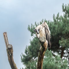 dsc_1035-3-standard.jpg