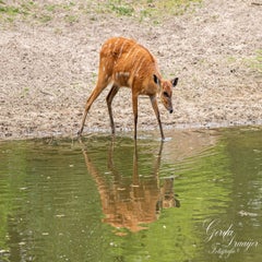dsc_1045-3-standard.jpg