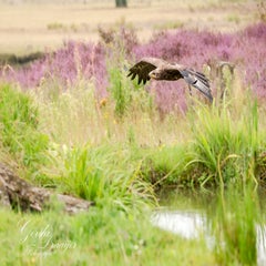dsc_1052-3-standard.jpg