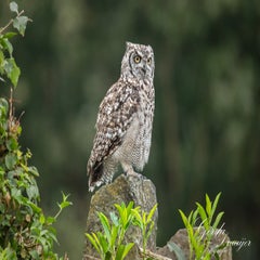 dsc_1058-3-standard.jpg