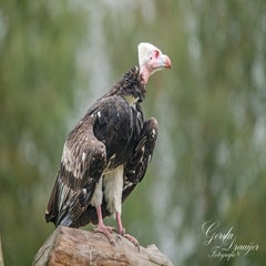 dsc_1079-3-standard.jpg