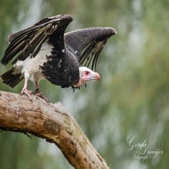 dsc_1080-3-standard.jpg