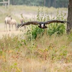 dsc_1084-3-standard.jpg