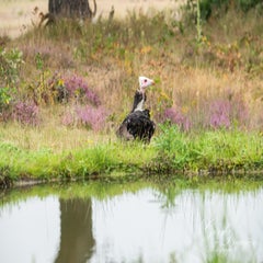 dsc_1087-3-standard.jpg